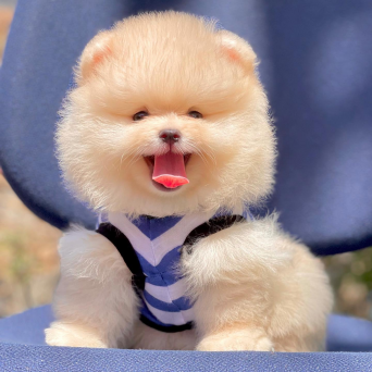 Pomeranian